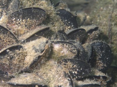 Dagnje (engl. Mussels)