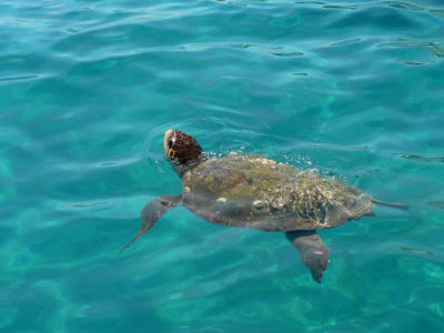 Glavata želva (engl. Loggerhead sea turtle)