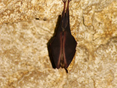 Mali potkovnjak (engl. Lesser horseshoe bat)