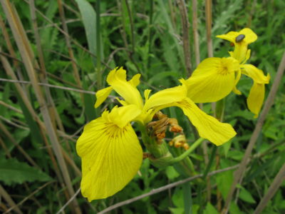 Močvarna Perunika Iris