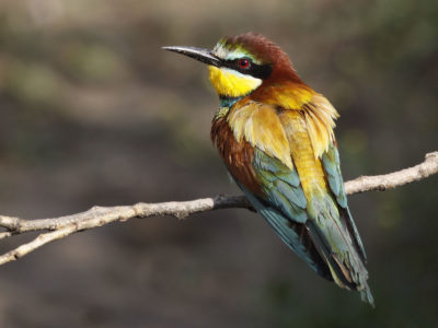 Pčelarica (engl. European bee-eater)